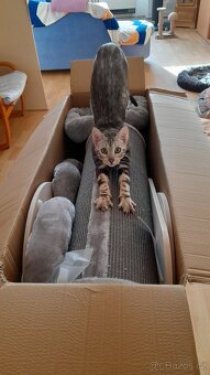 Bengálský kocourek - 4