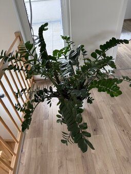 Zamioculcas výška 110 cm, průměr 150 cm - 4
