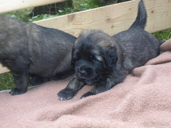 Leonberger - štěňata s PP - 4