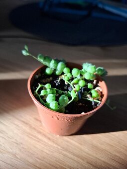 Starček - Senecio rowleyanus - 4
