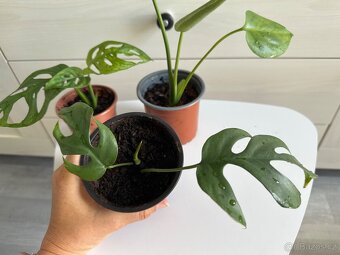 Monstera Monkey, Deliciosa, Minima - 4
