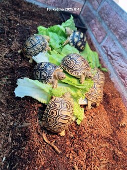 Suchozemská želva pardálí - Stigmochelys pardalis babcocki - 4