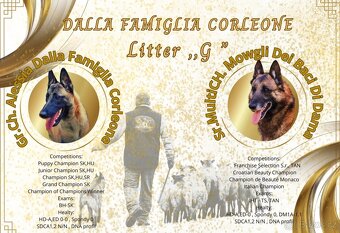 Belgicky ovčak Malinois s PP - 4