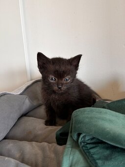 Darujeme koťátka - 4