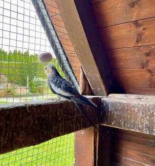 Korela chocholatá - 4