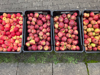 Prodám česaná jablka - 4