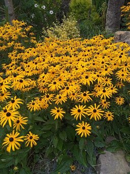 Odolné přebytky ze zahrady - 4