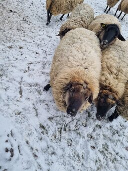 Prodám dva berany kříženci Suffolk a Zwartbles - 4