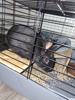 Zakrslý králíček daruji - 4