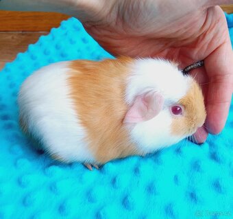 Morče - morčata - malý sameček z CHS - 4