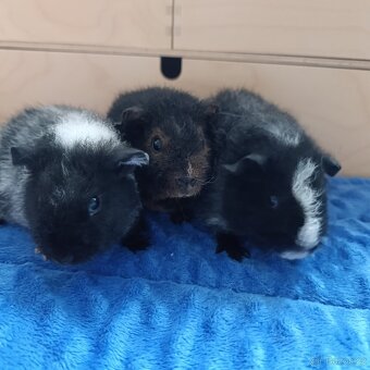 Morče US Teddy / morčata 2x samec 1x samička - 4