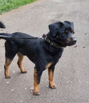 BENÍK K ADOPCI - přátelský, akční, umazlený - 4