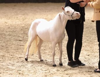 Minihorse klisna - 4