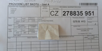 Prodám krásnou jalovici AA k připuštění - 4