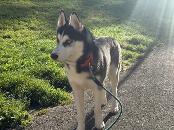 Štěně. Husky s PP 7měsíců 🥲 - 4