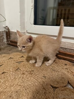 Poloviční maiská mývalí koťata OBĚ REZERVOVANÁ - 4