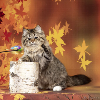 Sibiřská kočka - kočička s PP Keiko - 4