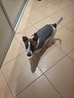 Prodám 13 týdenniho pejska - Jack Russell teriera - 4