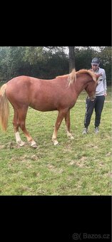 Sportovní Pony - 4