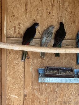 Rosela černomodrá - 4