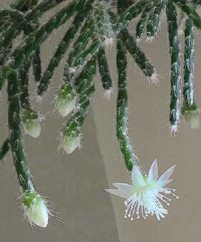 Rhipsalis pilocarpa - nenáročný kaktus - zakořeněné řízky - 4