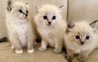 Ragdoll kocourci koťátka - 4