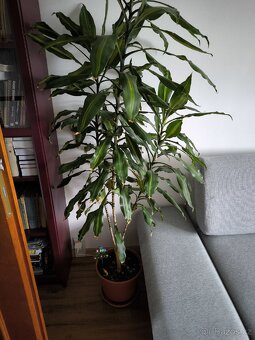Dracaena fragrans - 4