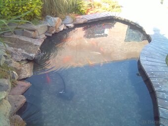 Koi kapr original - 4