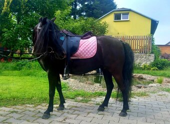 Pony kobylka - 4