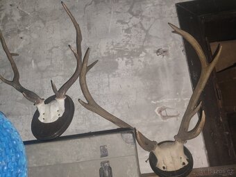 Paroží a trofeje - 4