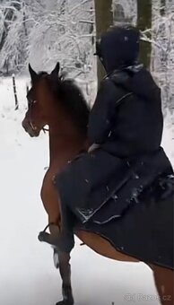 Scháním pronájem koně - 4