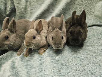 Zakrslý králíček - 4