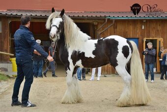 Irský Cob - připouštěni…. - 4