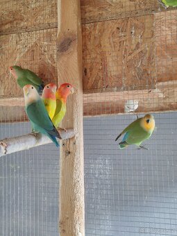 Agapornis růžohrdlý - 4