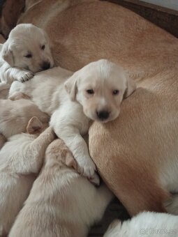 Čistokrevná štěňátka Labradora - 4
