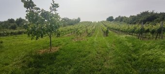 Vinice 1103m2 - 4