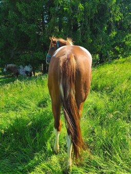 Valach 50%QH x APH - 4