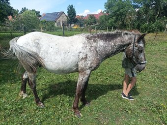 Prodám - 4