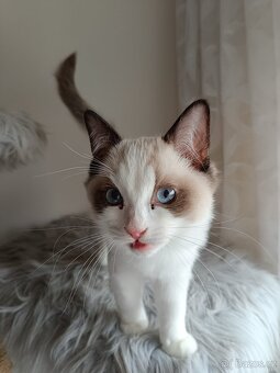 Super Ragdoll koťátka s PP - 4