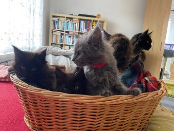 Poslední mainská holčička - blue smoked - JIŽ K ODBĚRU - 4