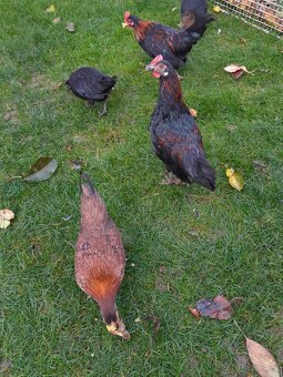 Slepice Bantamka - 4