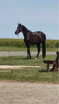 Prodám 8 mi letou kobylu - 4