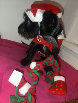 Štěňátko kříženec - 4