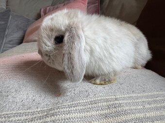 Zakrslý králíček beránek 2 - 4