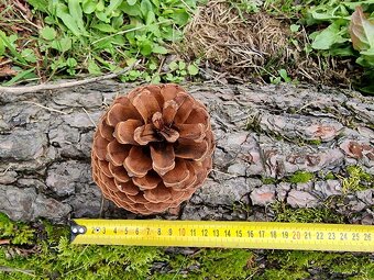 Borovice přímořská - Pinus pinaster - původ semen ČR - 4