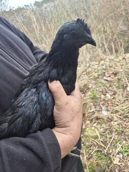 Mladí kohouti Ayam Cemani - 4