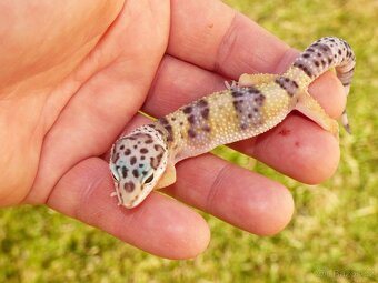 Gekončík noční (Eublepharis macularius) - 4