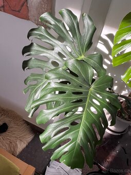 Monstera deliciosa II - 4