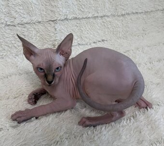 Kanadský sphynx - 4
