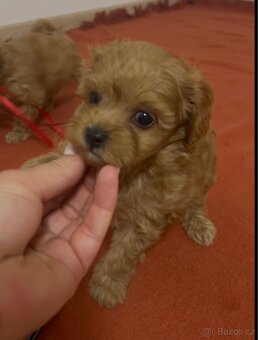 Maltipoo - 4